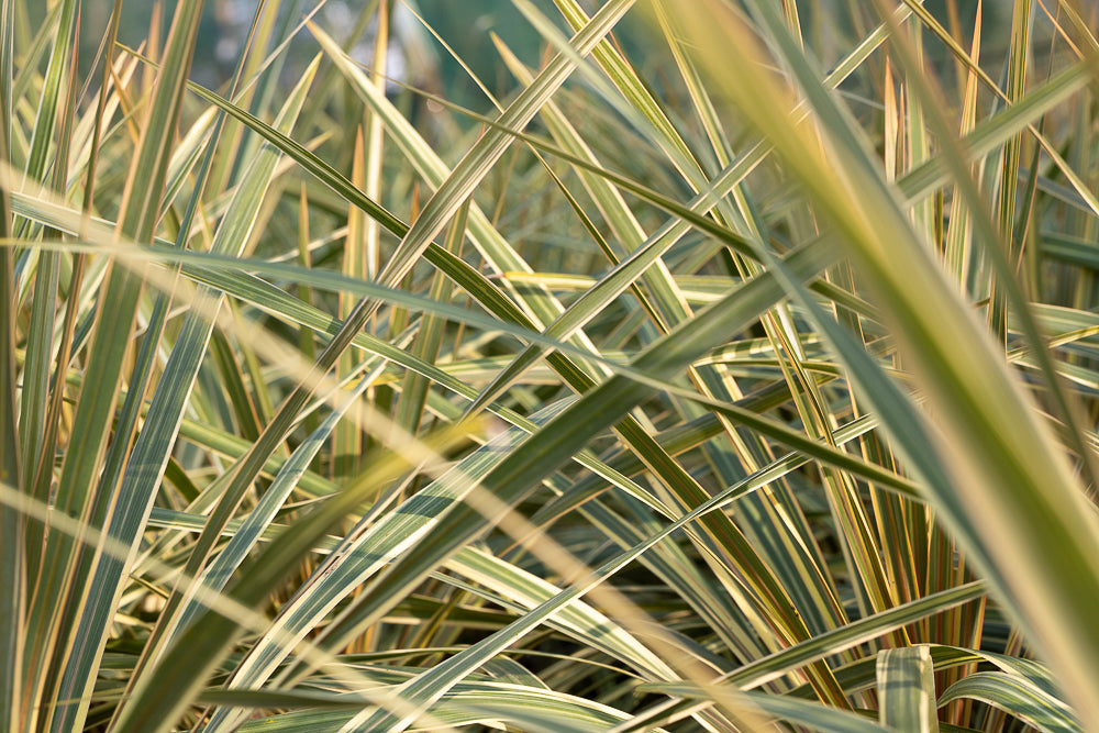 Yucca filamentosa 'Gold Heart'