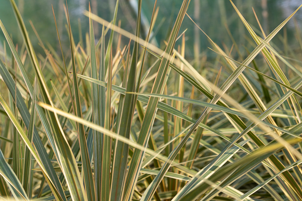 Yucca filamentosa 'Gold Heart'