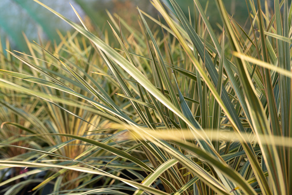 Yucca filamentosa 'Gold Heart'