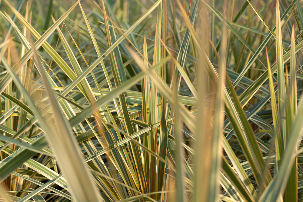 Yucca filamentosa 'Gold Heart'