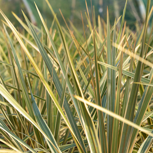 Yucca filamentosa 'Gold Heart'