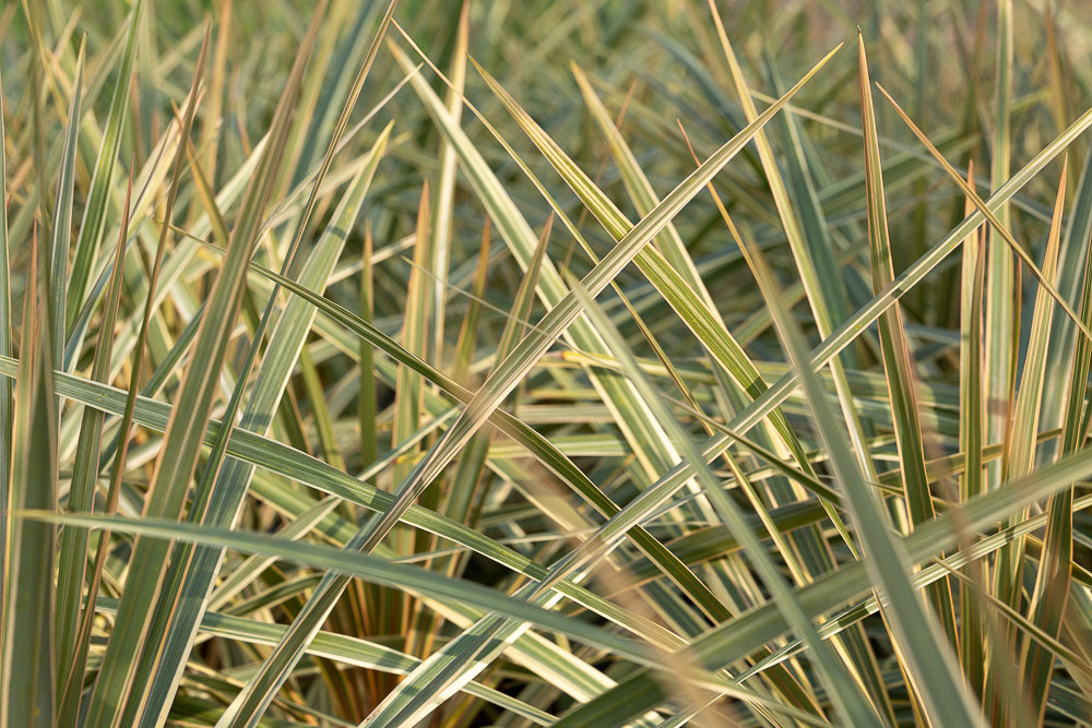 Yucca filamentosa 'Gold Heart'