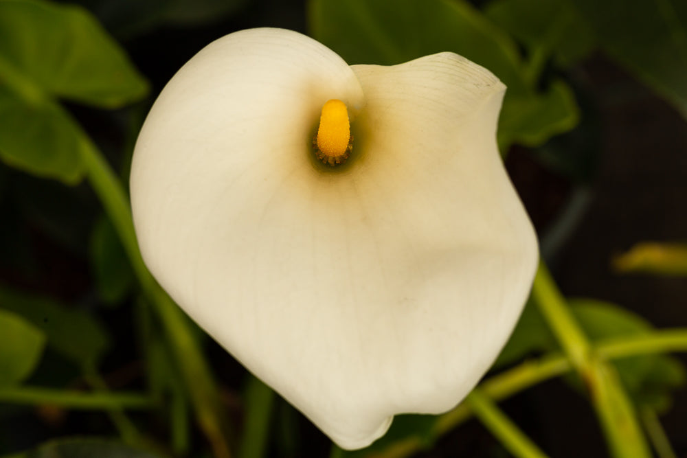 Zantedeschia aethiopica Arum Lily