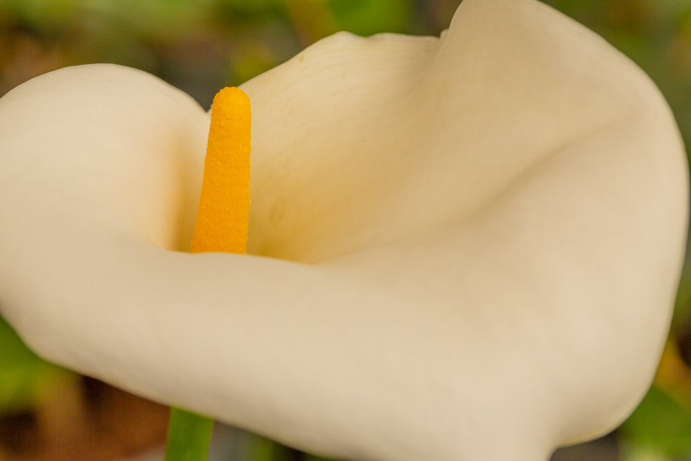 Zantedeschia aethiopica Arum Lily