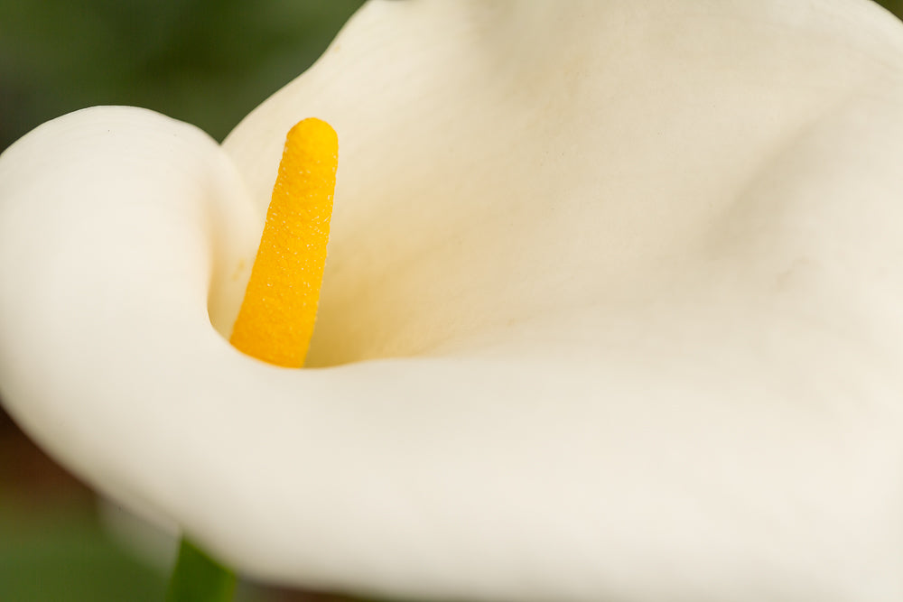 Zantedeschia aethiopica Arum Lily