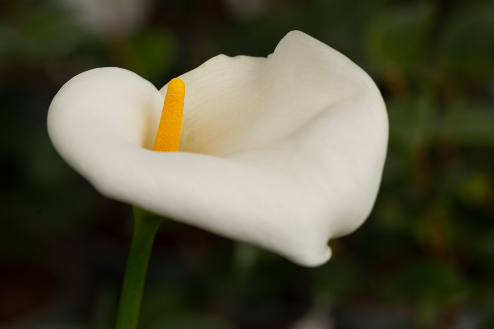 Zantedeschia aethiopica Arum Lily