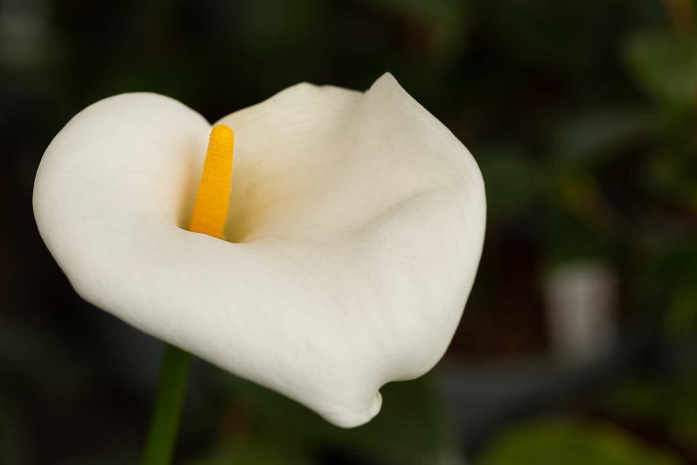 Zantedeschia aethiopica Arum Lily