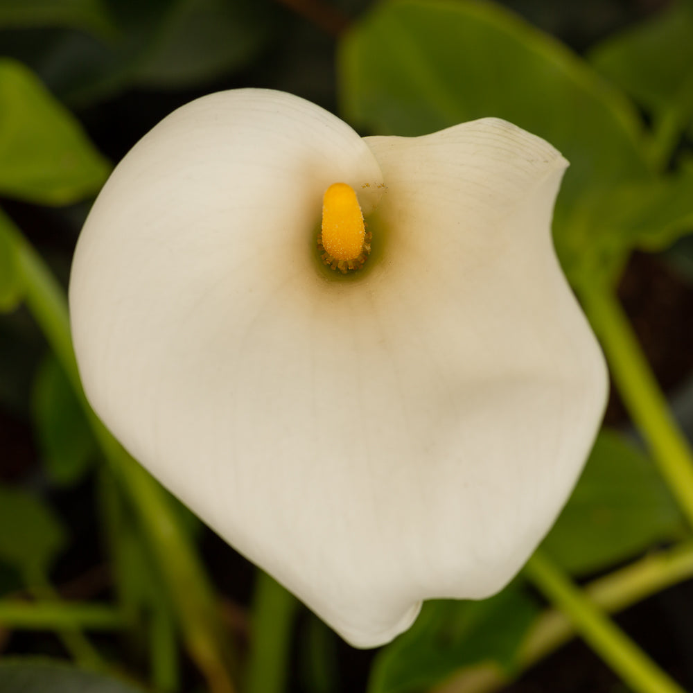 Zantedeschia aethiopica Arum Lily